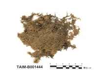 藏品(柔葉泥炭苔)的圖片